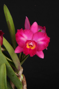 Otr. Taiwan Face Diamond Orchids AM 83 pts.